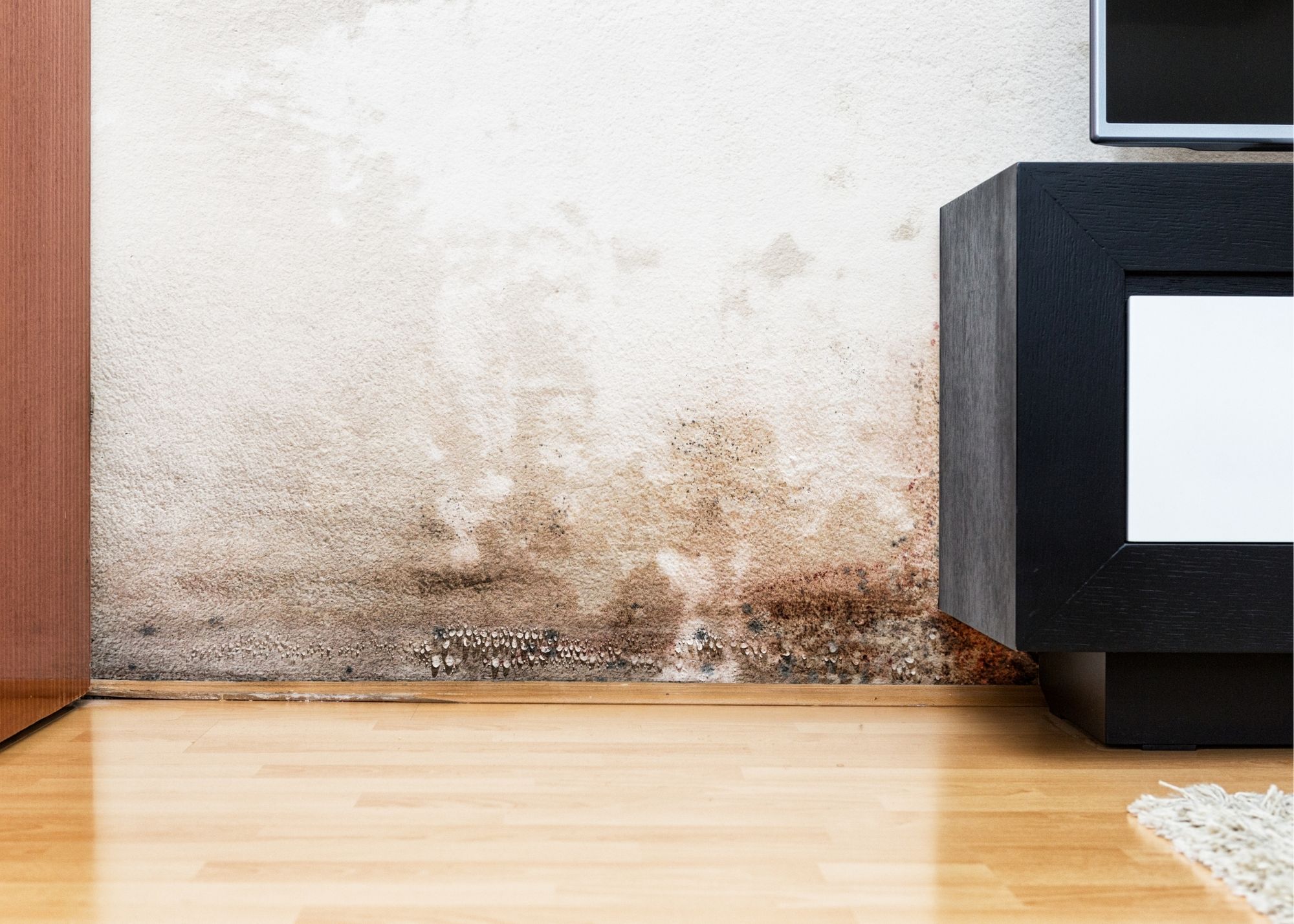 Black mold growth being professionally contained and removed in a Sherman Oaks home